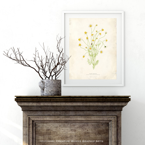 カモミール植物標本】インテリア アートポスター アンティークペーパー