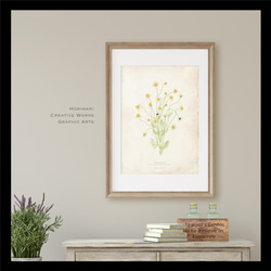 【カモミール植物標本】インテリア アートポスター　 アンティークペーパー背景 2枚目の画像