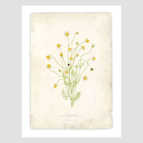 カモミール植物標本】インテリア アートポスター アンティークペーパー