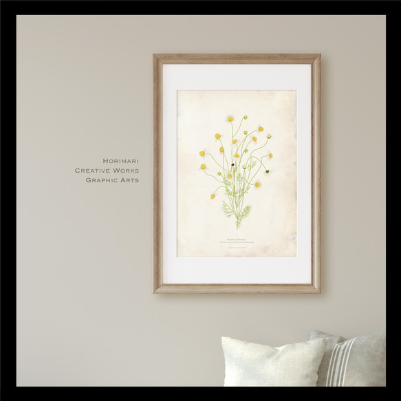 【カモミール植物標本】インテリア アートポスター　 アンティークペーパー背景 1枚目の画像