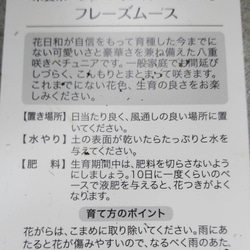 花日和さんの　栄養系ペチュニア　ホイップマカロンプレミアム　フレーズムース 5枚目の画像