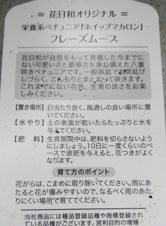 花日和さんの　栄養系ペチュニア　ホイップマカロンプレミアム　フレーズムース 5枚目の画像
