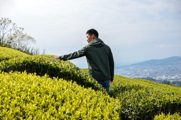 一番茶の「おくはるか」＆「静7132」を使った贅沢ほうじ茶各50g！飲み比べセット！ 10枚目の画像