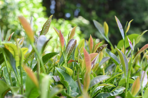 一番茶の「おくはるか」＆「静7132」を使った贅沢ほうじ茶各50g！飲み比べセット！ 8枚目の画像