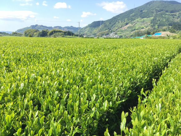 一番茶の「おくはるか」＆「静7132」を使った贅沢ほうじ茶各50g！飲み比べセット！ 9枚目の画像