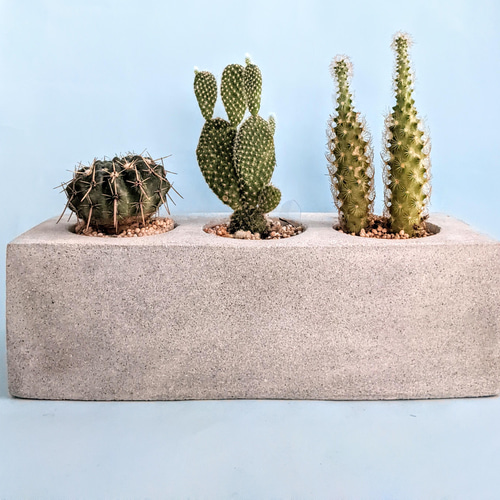 セメント鉢 モルタル サボテン鉢 多肉植物 寄植え 男前インテリア