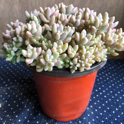 ６月いっぱい♡赤葉日高ミセバヤ カット苗 多肉植物 多肉植物 赤葉日高ミセバヤ その他素材 spark garden いやしの園