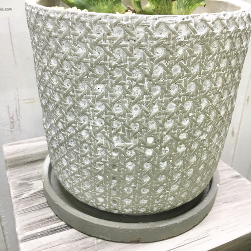 ユーフォルビア　ラクテア　ゴールドの陶器製ポット付き ユーフォルビア ラクテア ゴールドの陶器製ポット付き