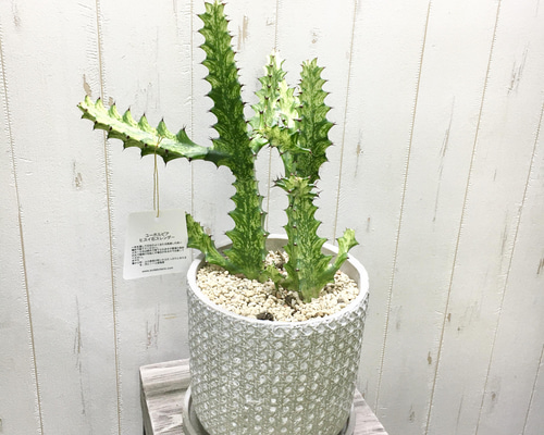 e176868e8680158f64f7d93d0591d4