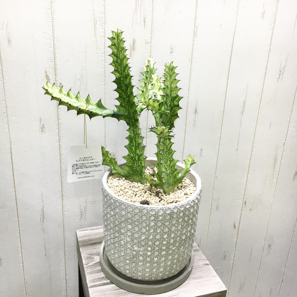 現品 ユーフォルビア ラクテア イエローゴースト 翡翠 ヒスイ石