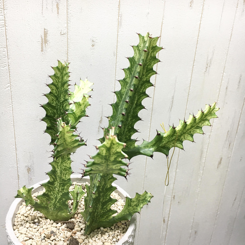 多肉植物【一点物】大型 ユーフォルビア・ラクテア・イエロー