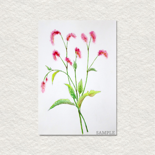 妖精と花の水彩画 ハンドメイド　専用出品 水彩画]八重桜を透明水彩で描く/watercolorpainting/制作過程