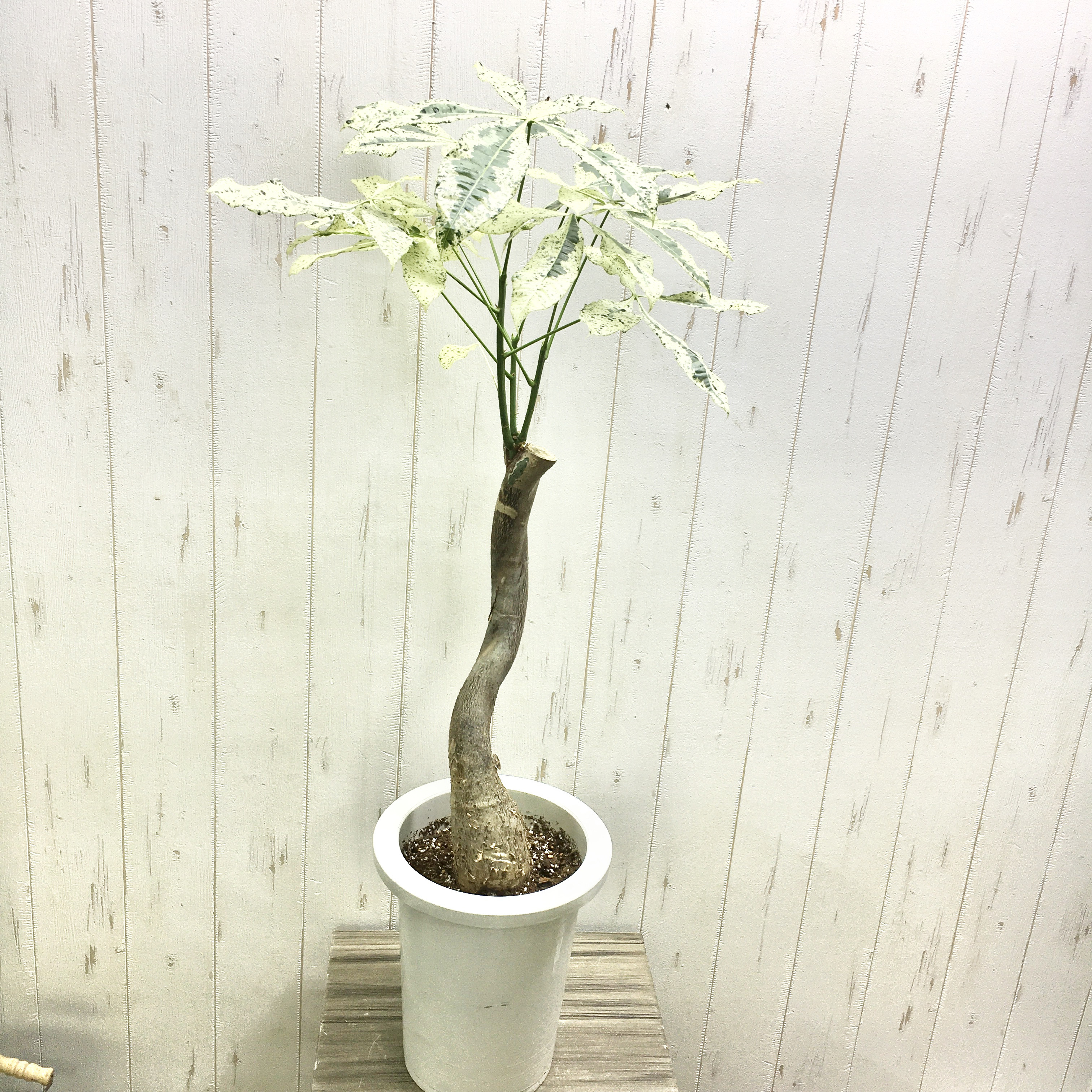 セール中！ラスト1鉢！パキラ　ミルキーウェイ　苗　苗木　観葉植物　6号鉢　斑入り