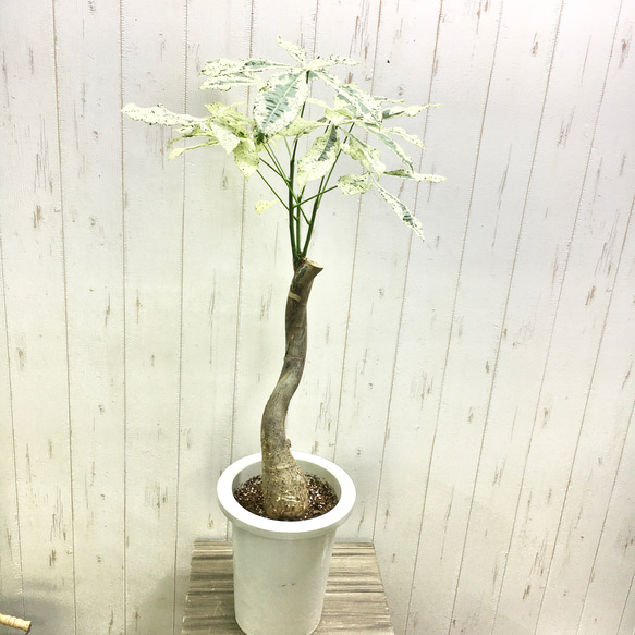 現品】パキラ・ミルキーウェイ 7号 茶鉢 （3） 分厚く