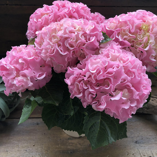 最新品種♡ふるふる♡ピンク♡アジサイ♡紫陽花♡ アートフラワー パリ