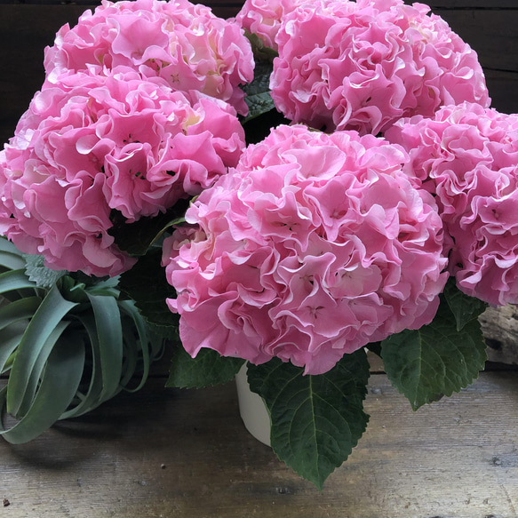 最新品種♡ふるふる♡ピンク♡アジサイ♡紫陽花♡ アートフラワー パリ 