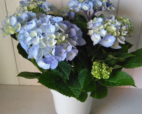 アジサイ【マーブルソーダ】ブルー 5号鉢 紫陽花 ボリュウーム◎ 化粧