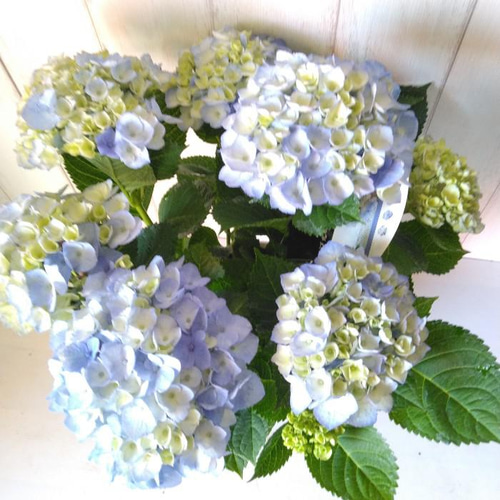 アジサイ【マーブルソーダ】ブルー 5号鉢 紫陽花 ボリュウーム◎ 化粧