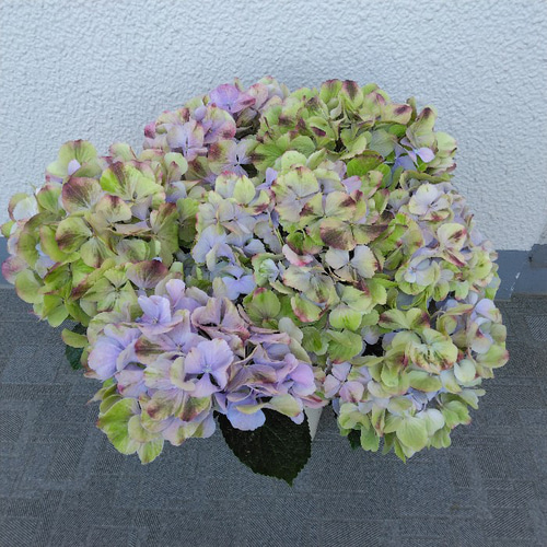 ♡ハイドランジア♡アジサイ♡桜のころ♡5.5号鉢♡