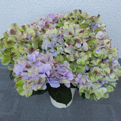 ♡珍しい品種♡ アジサイ【夕霧】 5号鉢 紫陽花 ハイドランジア