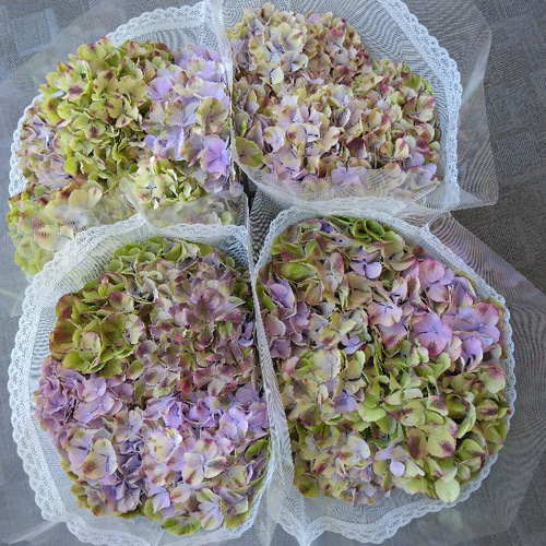 ♡珍しい品種♡ アジサイ【夕霧】 5号鉢 紫陽花 ハイドランジア 化粧箱