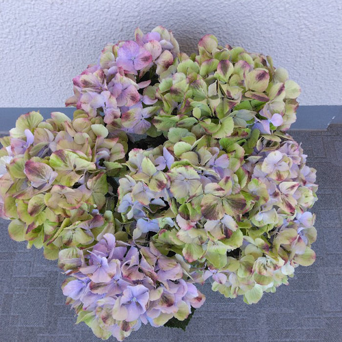 ♡珍しい品種♡ アジサイ【夕霧】 5号鉢 紫陽花 ハイドランジア 化粧箱