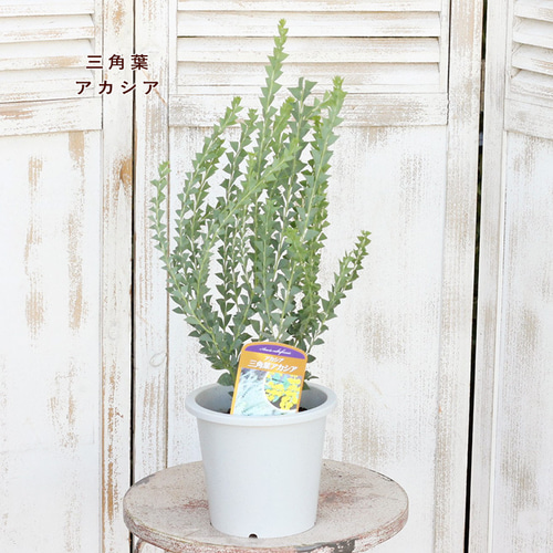 ぱど太郎ページ 四季咲き♡アカシア オールリーフワトル 鉢植え ミモザ