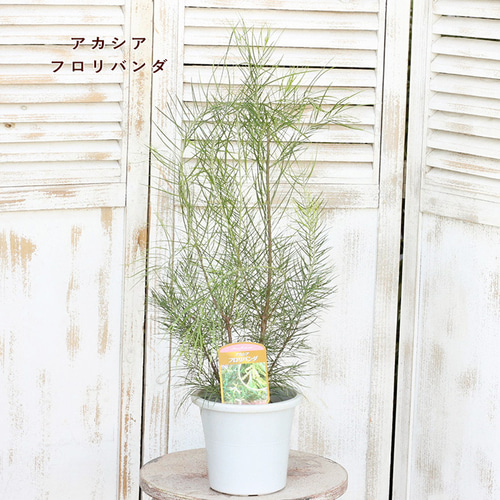 バーセリア&三角葉アカシア100cm鉢植苗木 シルバーリーフミモザ