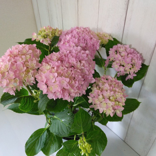 みかん様専用 紫陽花 アジサイ 寿 ピンク 5号 2鉢セット 生花