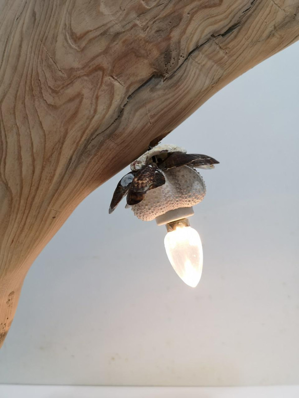［沈睡的魚］立燈 檯燈 桌燈 漂流木燈 夜燈 氣氛燈 造型燈 手作燈 藝術燈具 檜木 木製藝品 第4張的照片