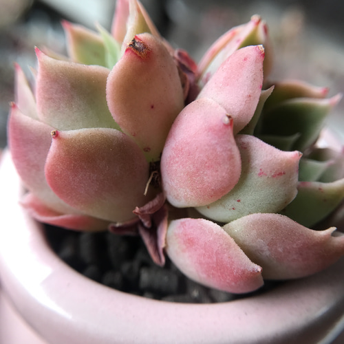 多肉植物 エケベリア 砂漠の薔薇 双頭 抜き苗 5cm 多肉植物 愛多肉-(AI