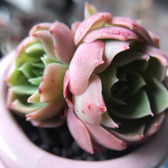 多肉植物 エケベリア 砂漠の薔薇 双頭 抜き苗 5cm 多肉植物 愛多肉-(AI