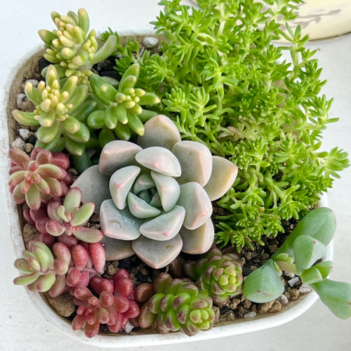 気まぐれ寄せ植え＊レア品種入り♡＊多肉植物 多肉植物 ＊N＊ 通販