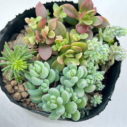 早い者勝ち！寄せ植え人気種♡＊多肉植物＊根付き＊1点のみ 多肉植物
