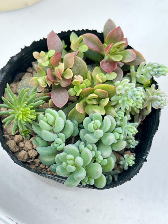 早い者勝ち！寄せ植え人気種♡＊多肉植物＊根付き＊1点のみ 多肉植物