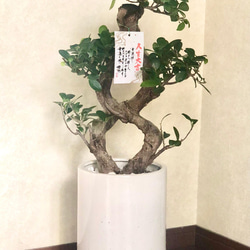 コハク様 フィカス 風水植物 昇龍 曲がりガジュマル 希少☆昇龍☆ガジュマル☆八の字☆多幸の樹☆風水☆精霊が宿る樹