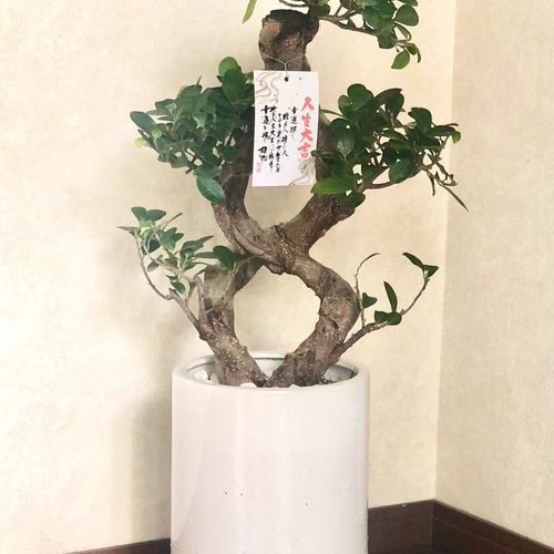 【現品】ガジュマル　超曲がり　八の字　昇り龍の様な仕立て　多幸の木　8号　Ⅱ ガジュマル 観葉植物 曲がり 8号鉢苗 大型 盆栽 登り樹 昇り竜