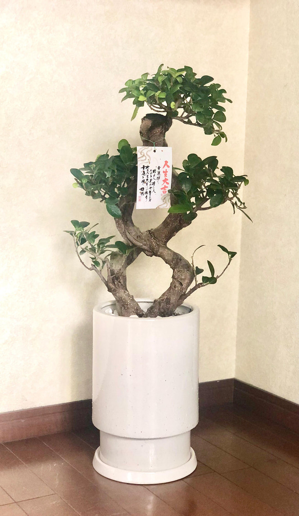 希少☆昇龍☆ガジュマル☆八の字☆多幸の樹☆風水☆精霊が宿る樹