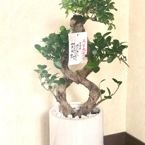 希少☆昇龍☆ガジュマル☆八の字☆多幸の樹☆風水☆精霊が宿る樹