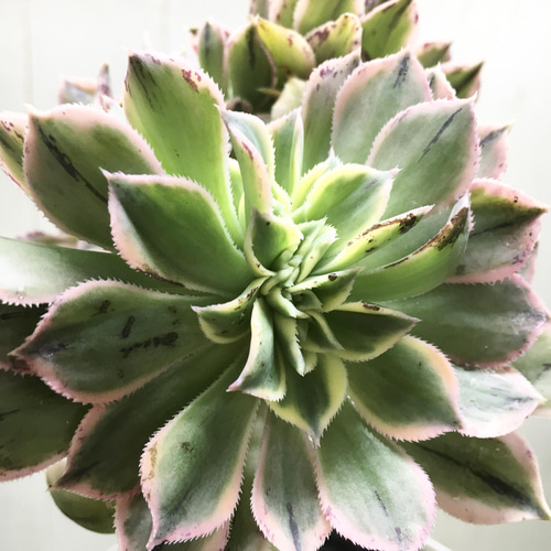 希少♡ 多肉植物 アエオニウム サンバースト 綴化 その他インテリア