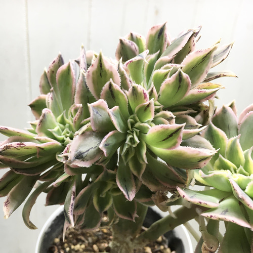 多肉植物　アエオニウム　ムーンバースト 綴化　② アエオ・ムーンバースト綴化復活ほか・・ | ☆ガマンマの ニク・サボ