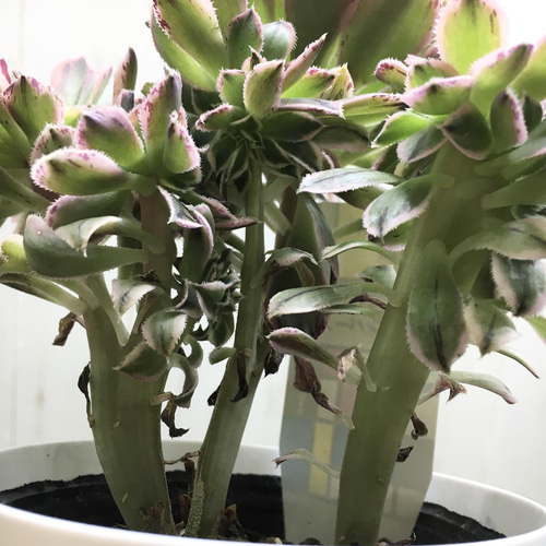 希少♡ 多肉植物 アエオニウム サンバースト 綴化 その他
