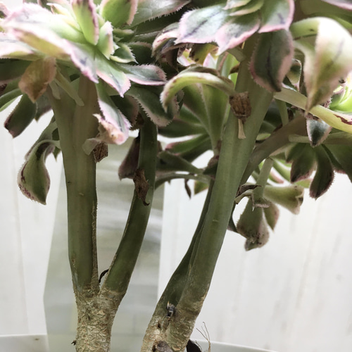 希少♡ 多肉植物 アエオニウム サンバースト 綴化 その他インテリア