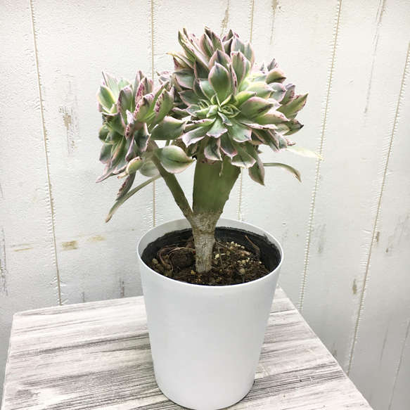 多肉植物】アエオニウム サンバースト綴化 抜き苗 b （多肉植物 