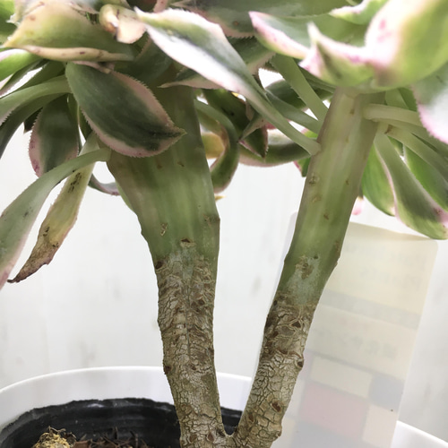 希少♡ 多肉植物 アエオニウム サンバースト 綴化 その他
