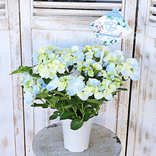 アジサイ　紫陽花　人気品種　4鉢セット　花付き アジサイ 紫陽花 人気品種 4鉢セット 花付き （あじさい (4号