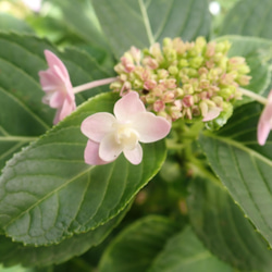 伊豆原產八重繡球　乾燥花✕淡水珍珠　樹脂加工耳骨夾　單隻發售　❊空郵台灣5-7天 第10張的照片