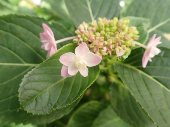 伊豆原產八重繡球　乾燥花✕淡水珍珠　樹脂加工耳骨夾　單隻發售　❊空郵台灣5-7天 第10張的照片