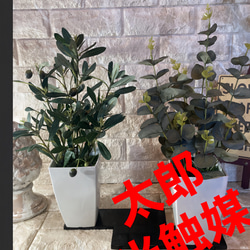 光触媒　人工観葉植物　ウォールグリーン　フェイク　フラワー　オリーブとポポラス 1枚目の画像