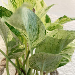 プランツハンハンガー付き　斑入りポトス　観葉植物　斑入り　 3枚目の画像